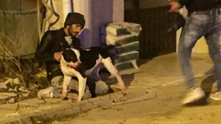 Köpek ve sahibi, bıçaklı saldırıda yaralandı