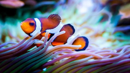 Araştırma: Bazı palyaço balıklarının kişiliği yok