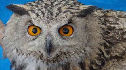 Vaşak, puhu kuşu ve kara akbaba tedavi altına alındı