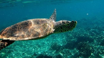 Madagaskarda kaplumbağa etinden zehirlenen 8 çocuk öldü