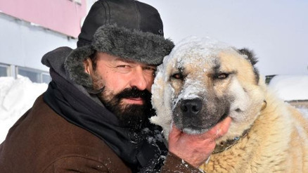 Kangal köpekleri, geç yağan karın üzerinde