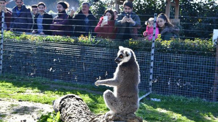 Lemurların en sevdiği yiyecek; kuru incir