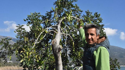 Harnup ağacı meyve verdi