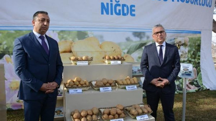 Yerli patates tophumu ihaleye çıkıyor