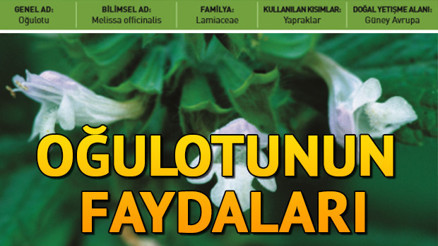 Oğulotu nedir Oğulotunun faydaları neler