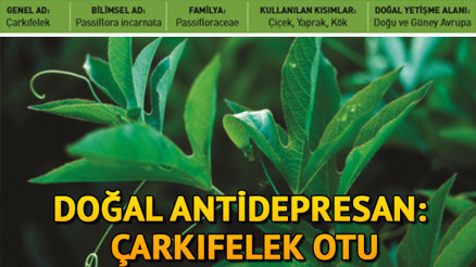 Çarkıfelek bitkisi nedir Çarkıfelek otunun faydaları neler