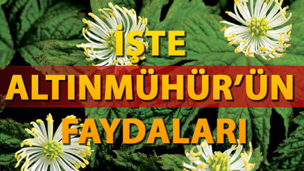 Altınmühür bitkisi ishal için çözüm kaynağı İshal nasıl geçer