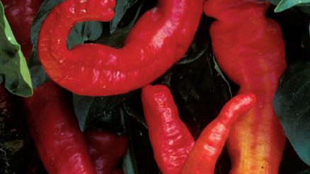 Acı biberin faydaları neler Kırmızı acı biber zayıflatır mı