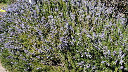 Biberiye nedir, faydaları nelerdir Biberiye nedir, faydaları nelerdir