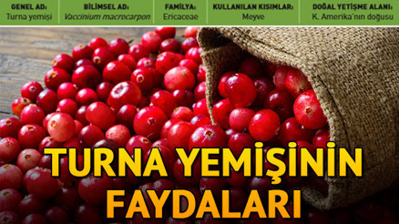 İdrar yollarına iyi gelen turna yemişi nedir Turna yemişinin faydaları İdrar yollarına iyi gelen turna yemişi nedir Turna yemişinin faydaları