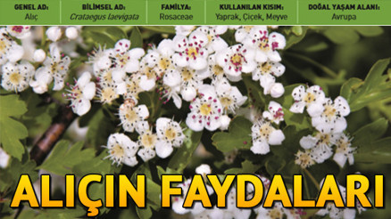 Alıç nedir Alıçın faydaları neler Alıç nedir Alıçın faydaları neler