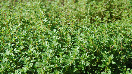 Kekikin faydaları nelerdir Kekik çayı nasıl yapılır Kekikin faydaları nelerdir Kekik çayı nasıl yapılır