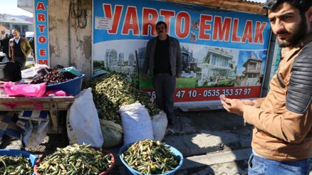 Vartonun gülbaharı çiriş çıktı
