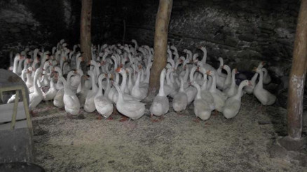 Kaz gelen yerden evini esirgemedi