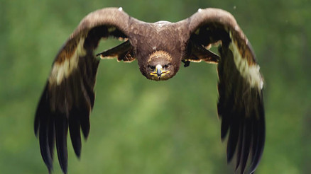 Kuşlar çocukları, çocuklar da bizleri kurtarır