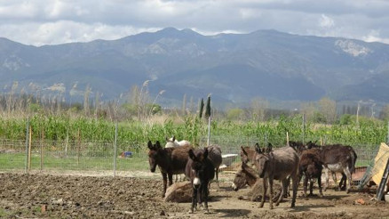 Edremitteki çiftlikten litresi 100 TL’ye eşek sütü