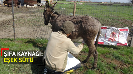 Edremitteki çiftlikten litresi 100 TL’ye eşek sütü