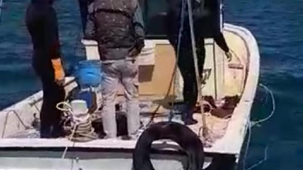 Urlada deniz patlıcanı operasyonu