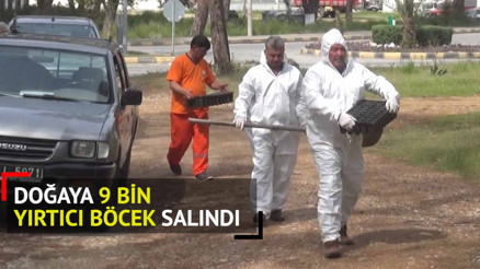 Doğaya 9 bin yırtıcı böcek salındı