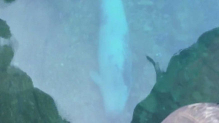 Bodrum’da Albino fok seferberliği