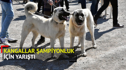 Sivasta Kangal köpekleri şampiyon olmak için yarıştı