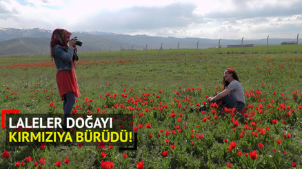 Muş Ovası kırmızıya büründü