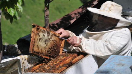 Karadenizde eğitim verilen 4 bin çiftçi, doğal bal üretimine başlıyor