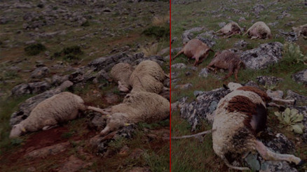 Yıldırım dehşeti... Onlarca koyun öldü...