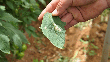TUTA YİNE HORTLADI TUTA YİNE HORTLADI