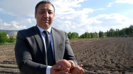 Niğdede 10 bin adet yerli patates çeşidi dikildi