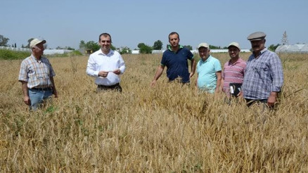 Buğdayda erken hasat