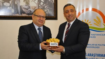 Yerli patates çeşidi Nahitanın tohumu 15 ülkeye satılacak