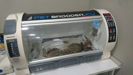 Öğrenci yurdunda kedi cinayeti Öğrenci yurdunda kedi cinayeti