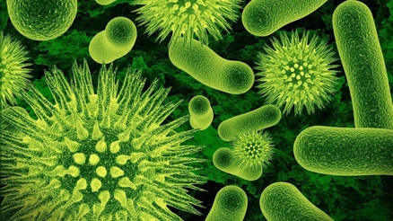 Tedavisi olmayan virüs salgını paniği: Hindistan alarmda