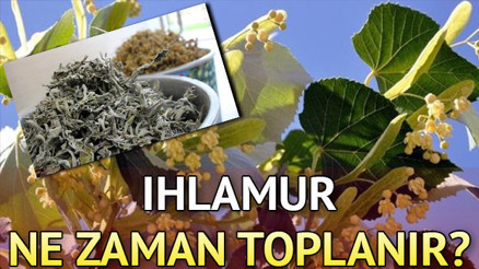 Ihlamur ne zaman toplanır Ihlamur kurutma yöntemi Ihlamur ne zaman toplanır Ihlamur kurutma yöntemi