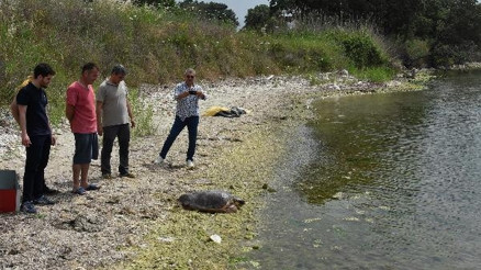 Tedavisi tamamlanan Caretta Özgür, denizle buluştu