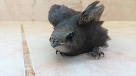 Evinin bahçesinde ebabil kuşu buldu