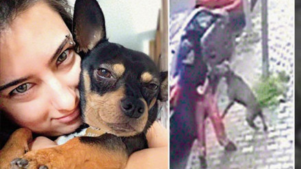 Pitbull dehşetinde sahibinin hapsi istendi Pitbull dehşetinde sahibinin hapsi istendi