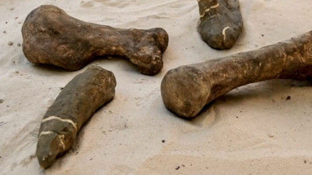 Meksikada yeni dinozor türü keşfedildi