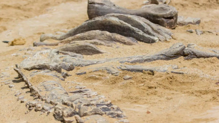 Meksikada yeni dinozor türü keşfedildi