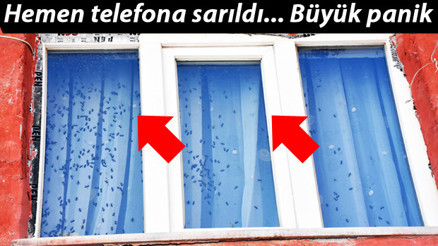 Arı paniği... Sabah uyanınca gözlerine inanamadı