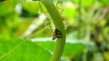 Doğu Karadeniz’i esir alan böcek yeniden ortaya çıktı