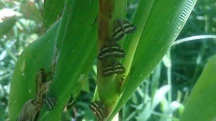 Karadenizin kabusu tekrar ortaya çıktı Karadenizin kabusu tekrar ortaya çıktı