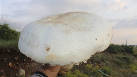 Taş zannetti, mantar çıktı