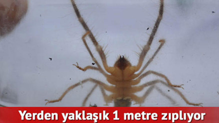 Et yiyen örümcek Bilecikte görüldü