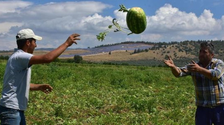 Olumsuz hava şartları karpuz fiyatlarını vurdu