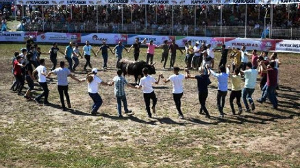 Kafkasör Yaylasında boğa güreşleri nefes kesti