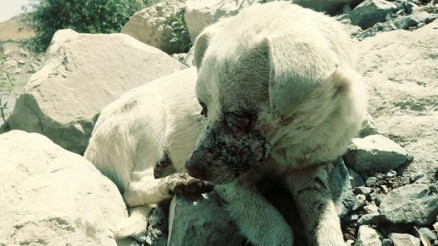 Hakkaride köpeğin gözlerini oyup, Zap kenarına terk ettiler
