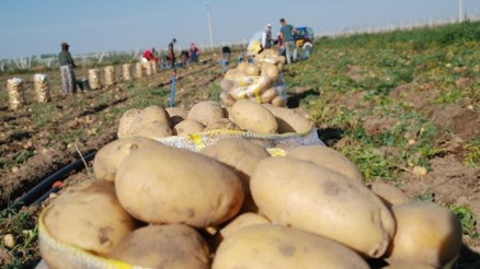 Niğdede turfanda patates hasadı başladı