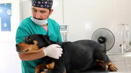 Sokak köpeğine sezaryen: 12 yavru dünyaya getirdi